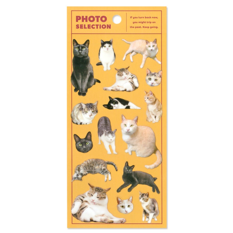 Mindwave Stickers Photo Selection - Cats