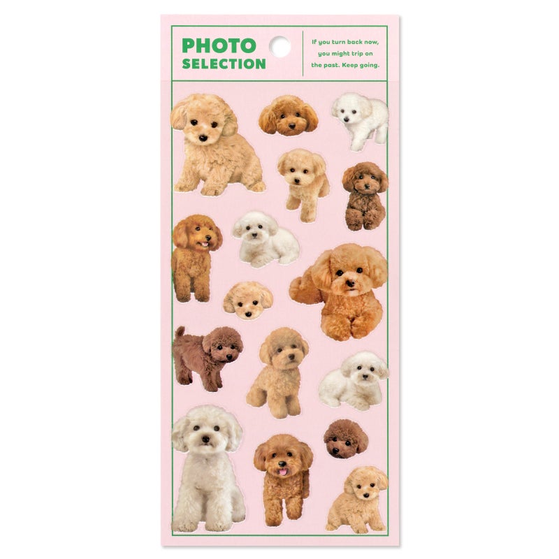Mindwave Stickers Photo Selection - Toy Poodle