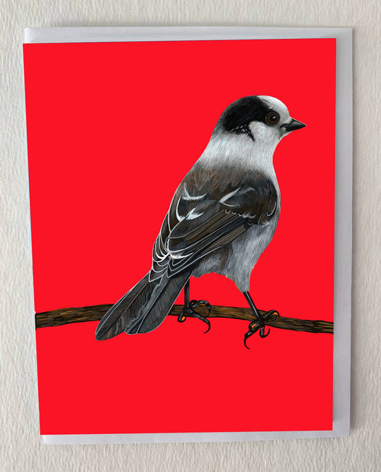 Canada Jay Bird Greeting Card