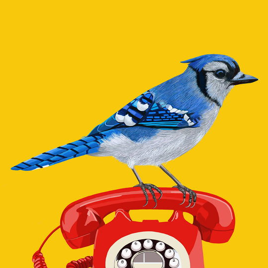 Blue Jay Bird Vintage Telephone Greeting Card