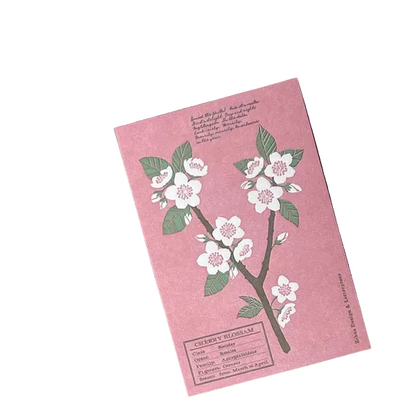 Echos Design &amp; Letterpress Postcard Flower White Spring - Cherry