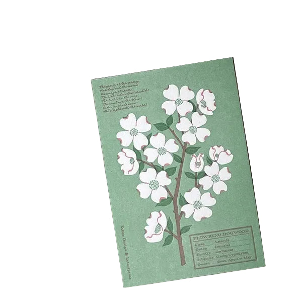 Echos Design &amp; Letterpress Postcard Flower White Spring - Dogwood
