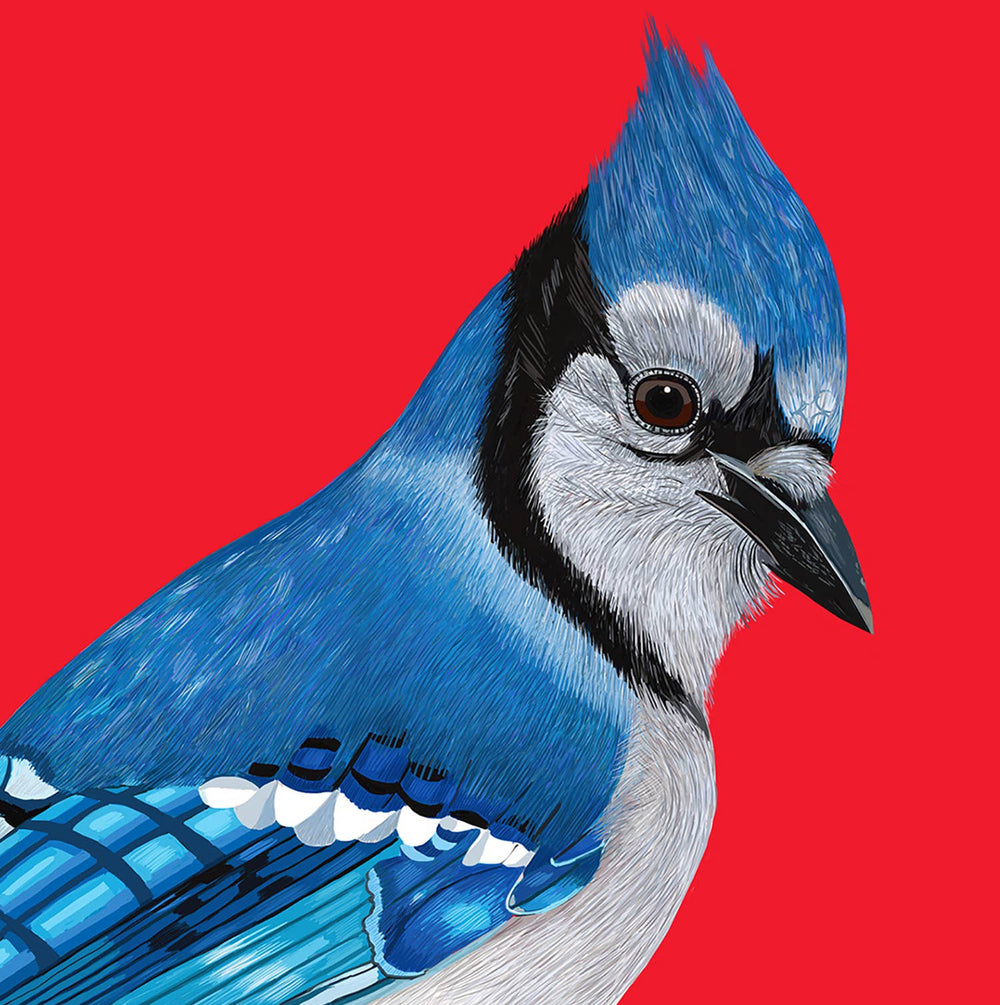 Blue Jay Bird Portrait Greeting Card