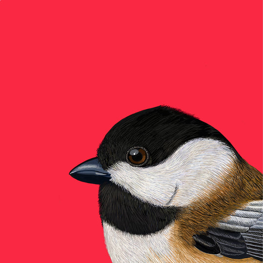 Black-Capped Chickadee Bird Portrait Greeting Card