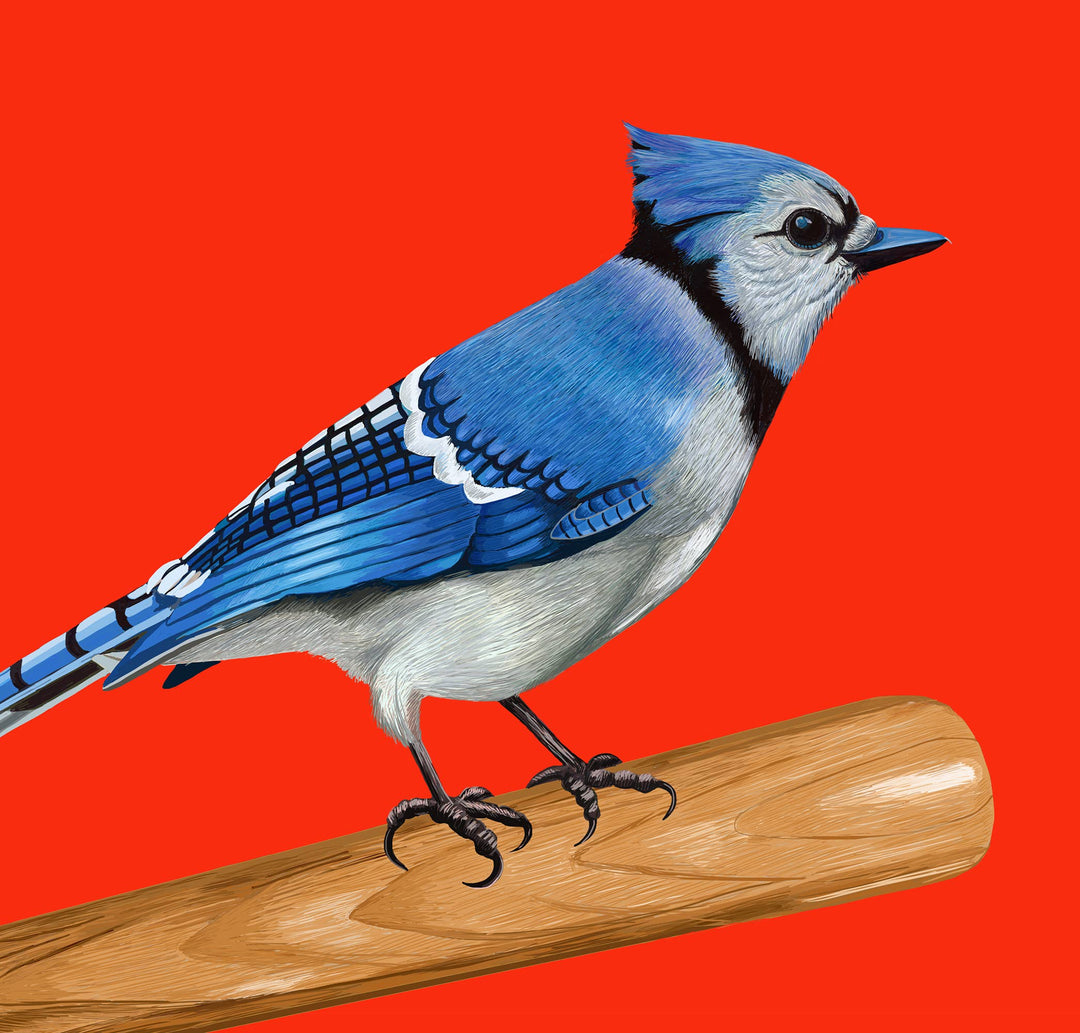 Blue Jay Bird on Baseball Bat Greeting Card