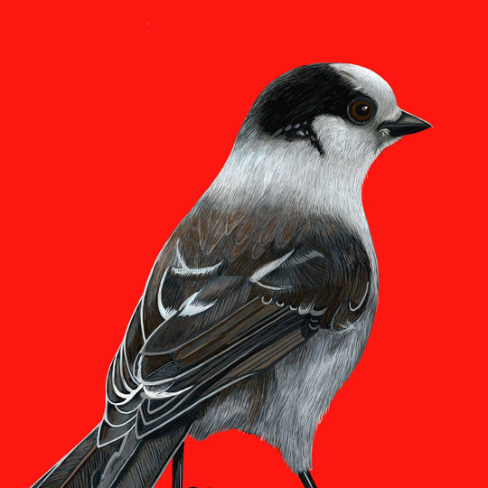 Canada Jay Bird Greeting Card