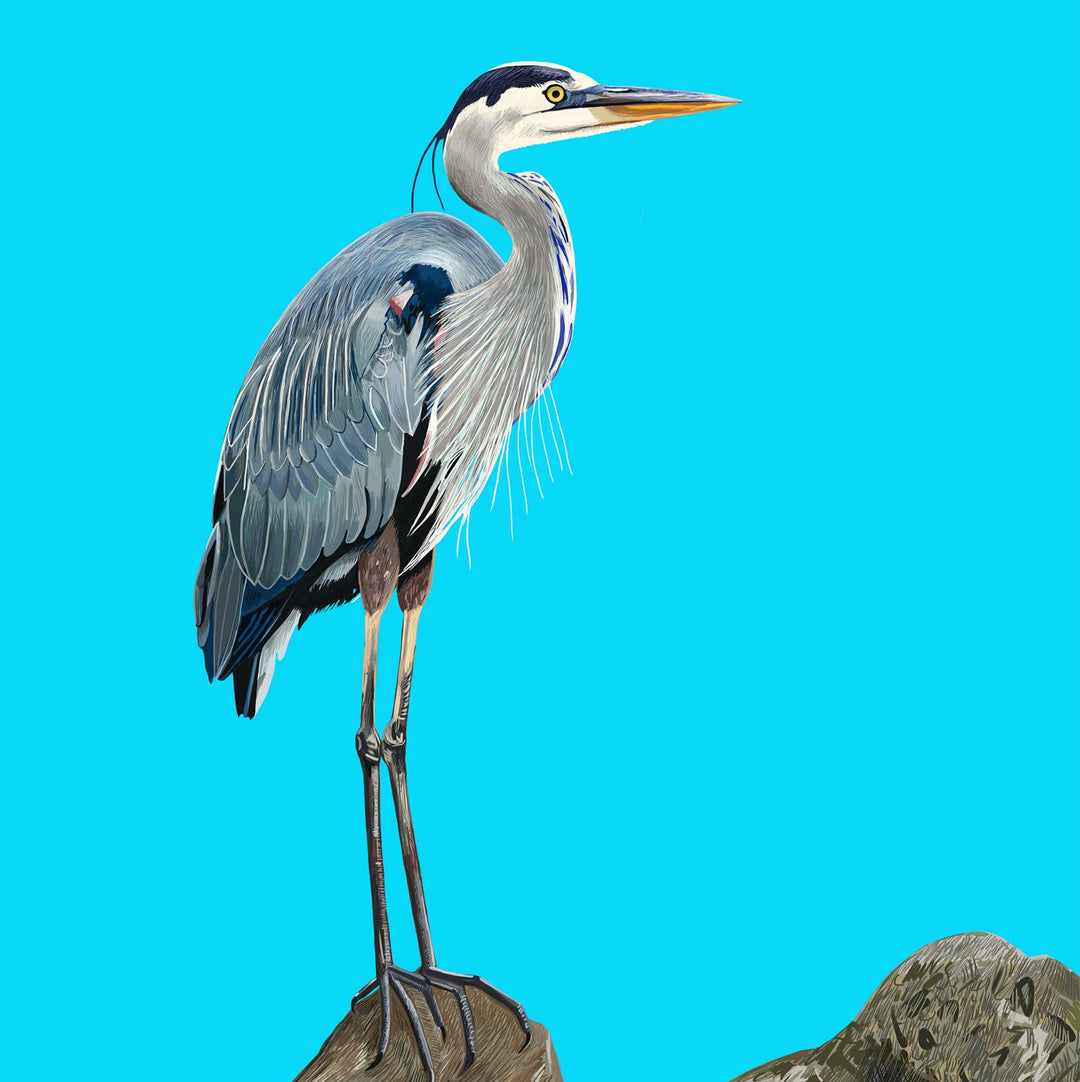 Blue Heron Bird on Rock Greeting Card