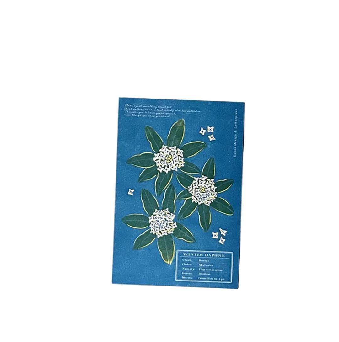 Echos Design &amp; Letterpress Postcard Flower White Winter - Winter Daphne