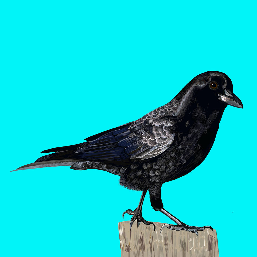 American Black Crow Bird Greeting Card