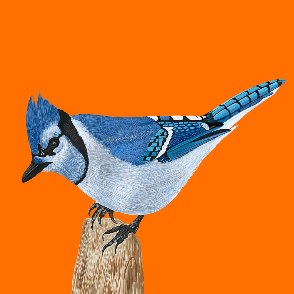 Blue Jay Bird on Tree Stump Greeting Card