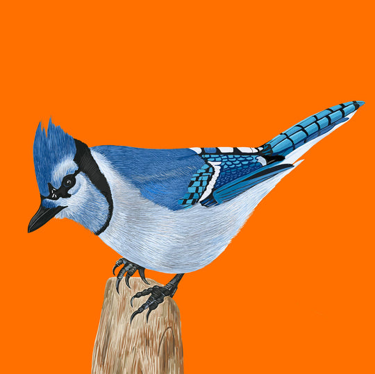 Blue Jay Bird on Tree Stump Greeting Card