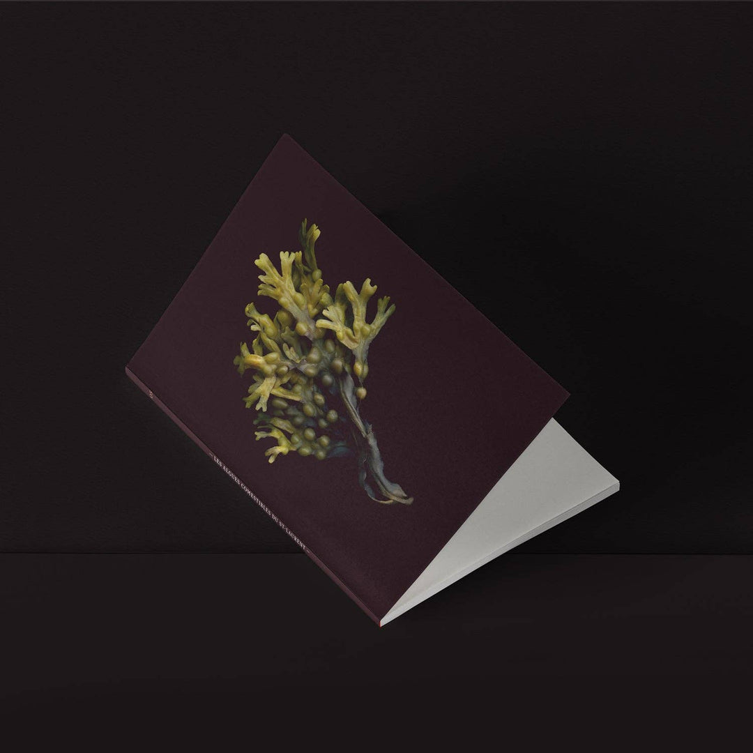 Mini-Notebook / Fucus