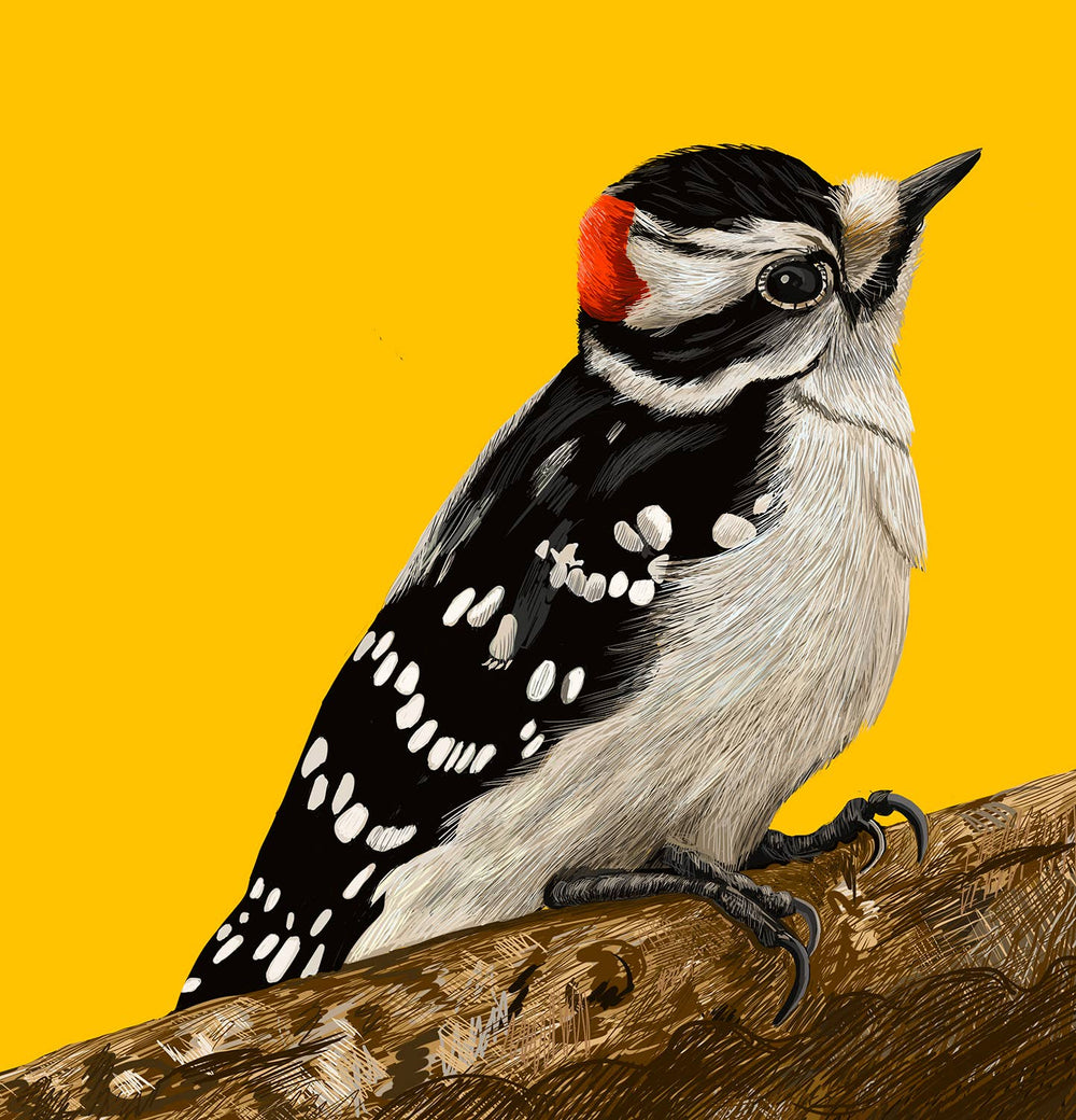 Downey Woodpecker Bird Greeting Card