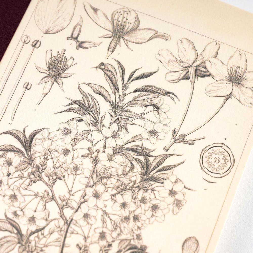 Hobonichi Tomitaro Makino Graph Notebook Yamazakura